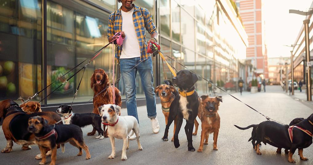 Man walking dogs